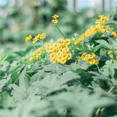 49图库资料免费大全资料澳门下载手机版